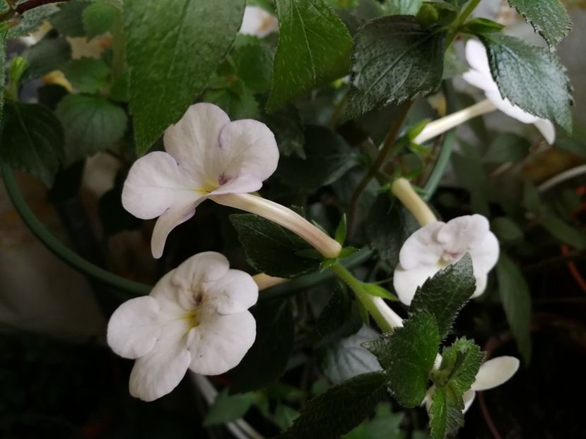  - Achimenes 2019