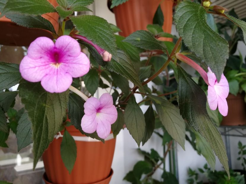  - Achimenes 2019