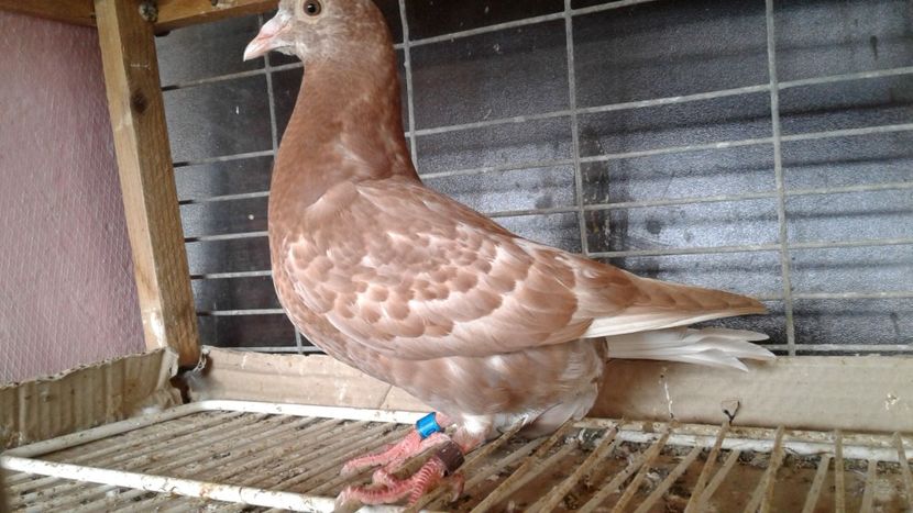  - De vanzare meulemans pe galben si pe rosu