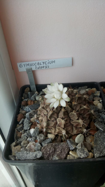 10.07.2019 - Gymnocalycium damsii
