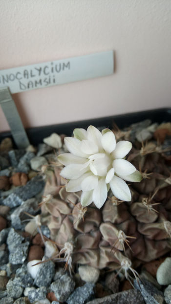 10.07.2019 - Gymnocalycium damsii