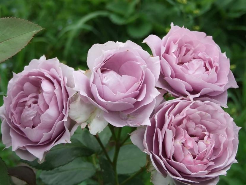  - Florile mele