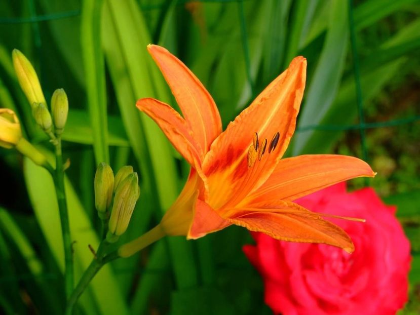  - Florile mele