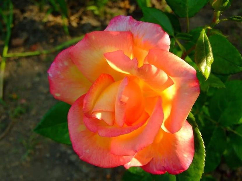  - Florile mele