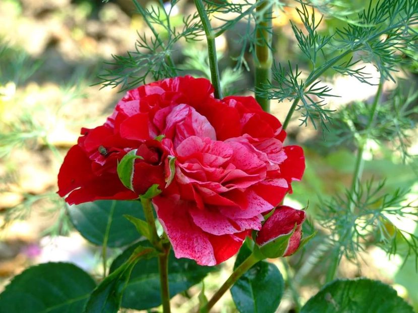  - Florile mele