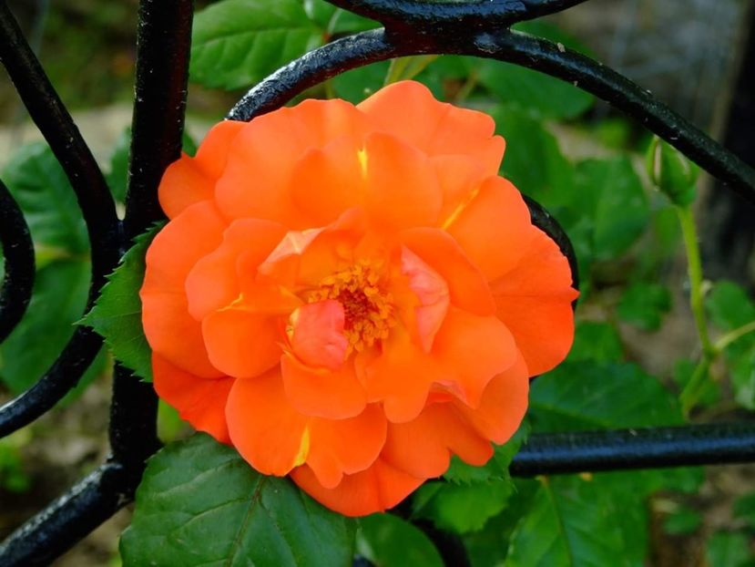  - Florile mele