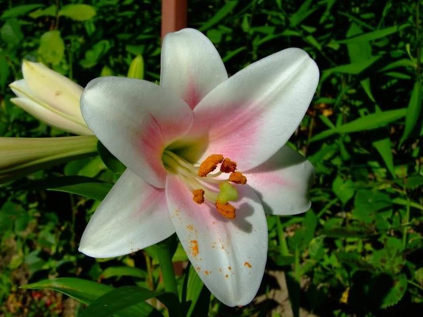  - Florile mele