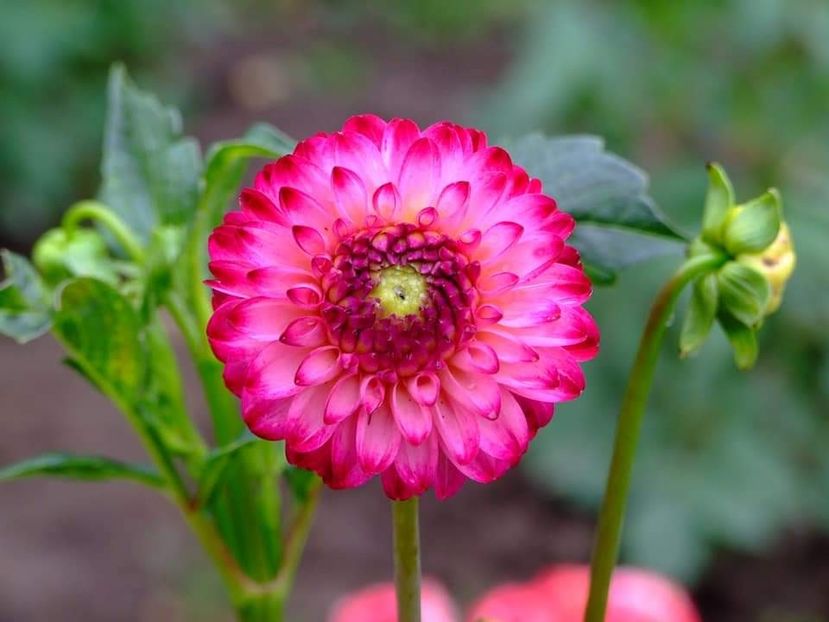  - Florile mele
