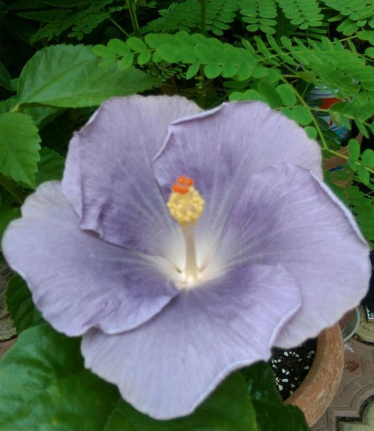  - Hibiscus Moorea Mangy Blue