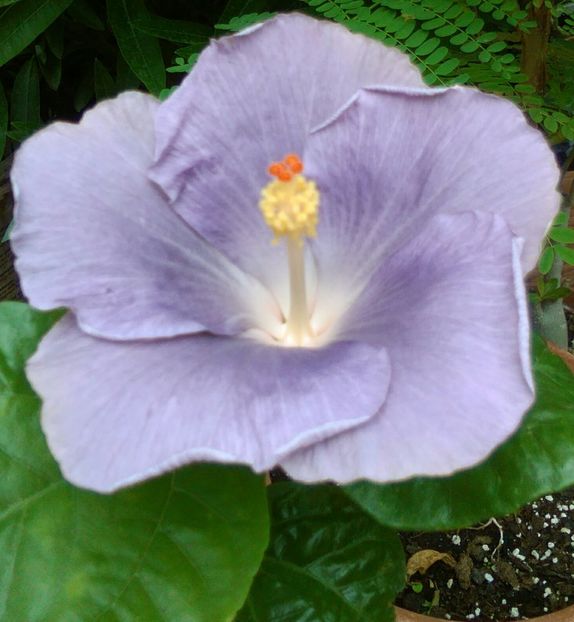  - Hibiscus Moorea Mangy Blue