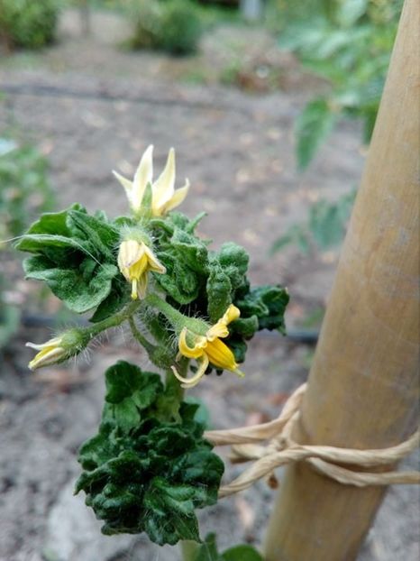  - SEMINTE ROSII - T 309 - STICK