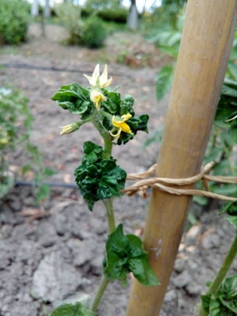  - SEMINTE ROSII - T 309 - STICK