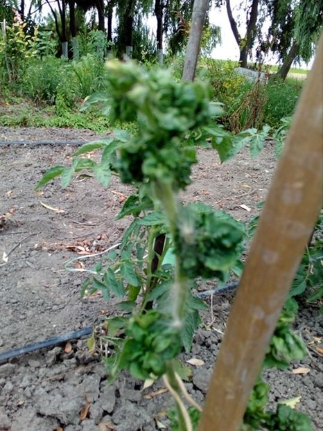  - SEMINTE ROSII - T 309 - STICK