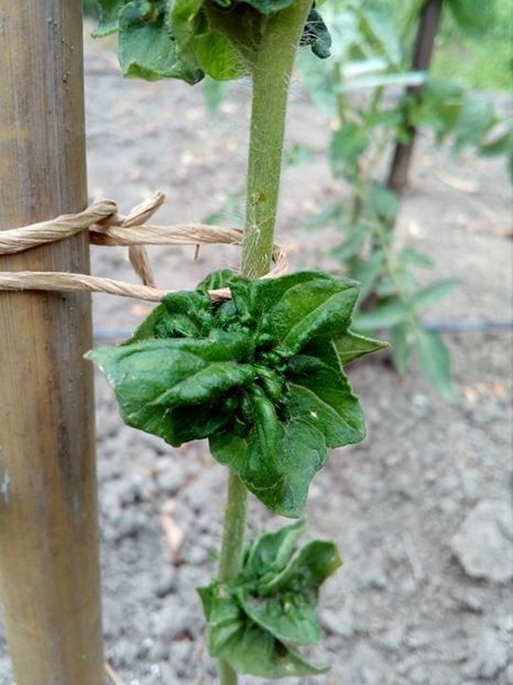  - SEMINTE ROSII - T 309 - STICK