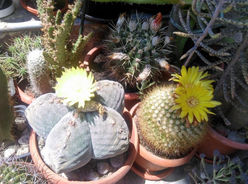  - Cactusi si suculente 2019