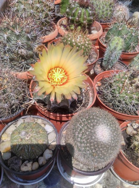  - Cactusi si suculente 2019