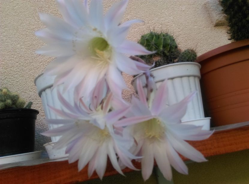  - Cactusi si suculente 2019