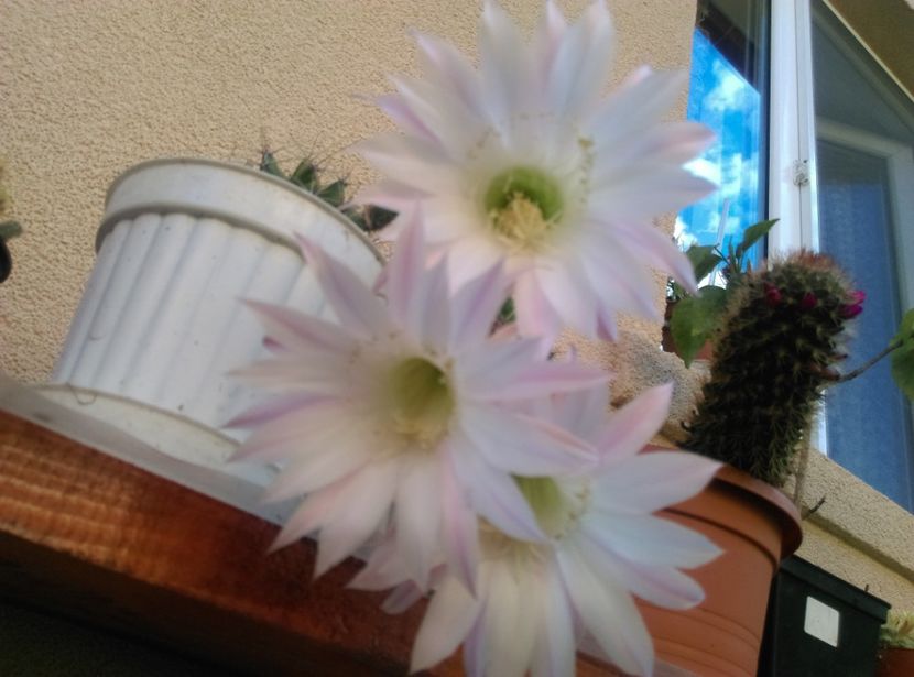  - Cactusi si suculente 2019