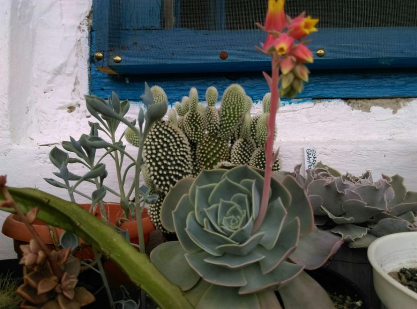  - Cactusi si suculente 2019