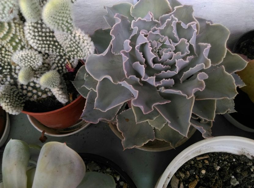  - Cactusi si suculente 2019
