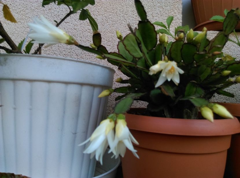  - Cactusi si suculente 2019
