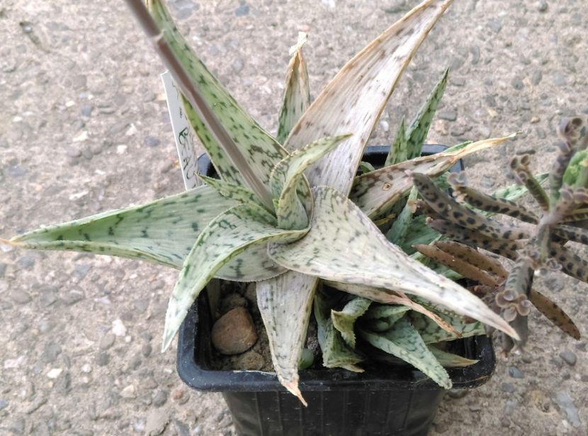  - Cactusi si suculente 2019