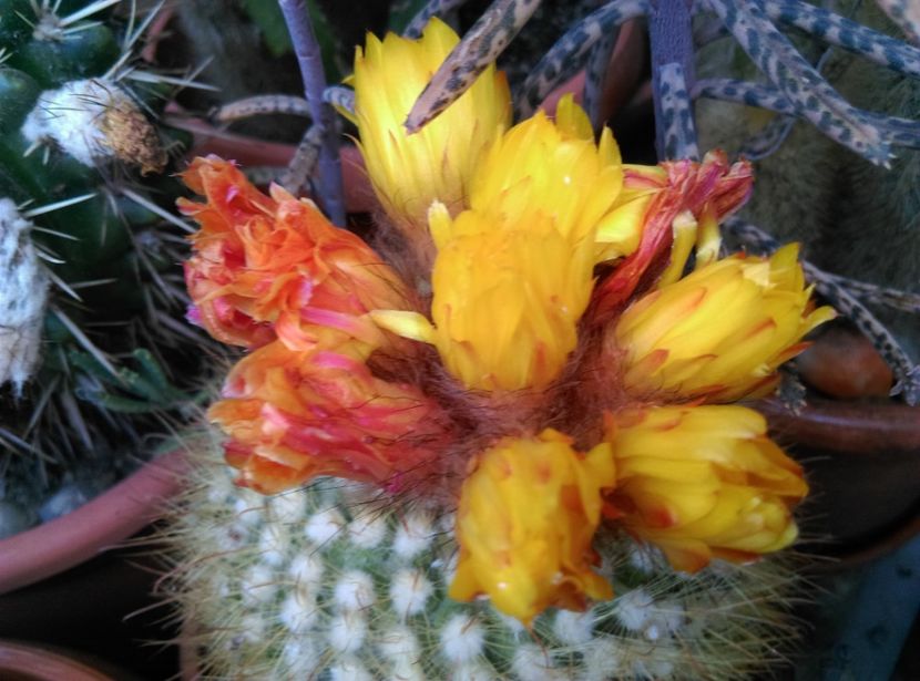  - Cactusi si suculente 2019
