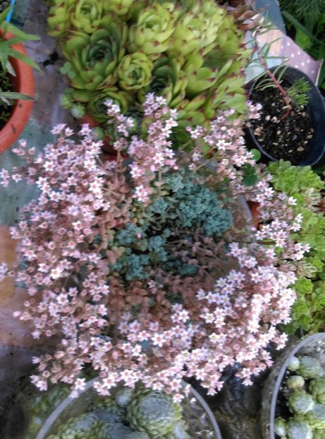  - Cactusi si suculente 2019