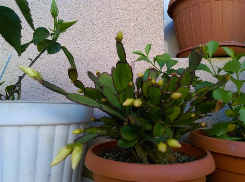  - Cactusi si suculente 2019