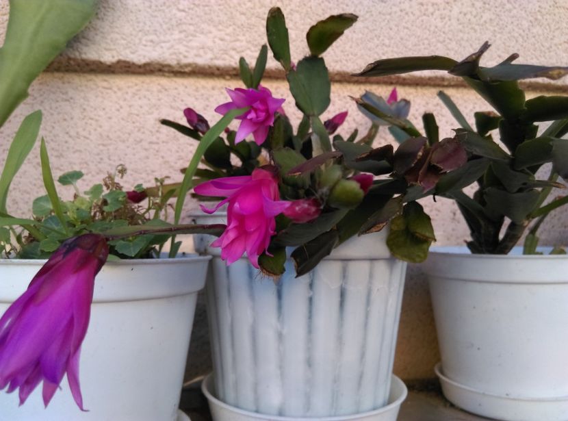  - Cactusi si suculente 2019