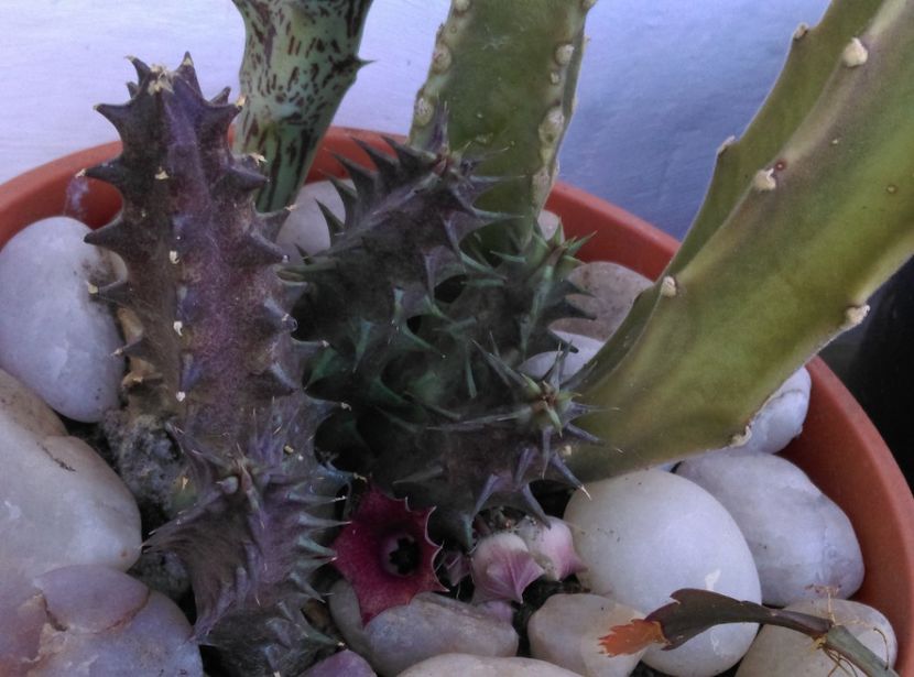  - Cactusi si suculente 2019