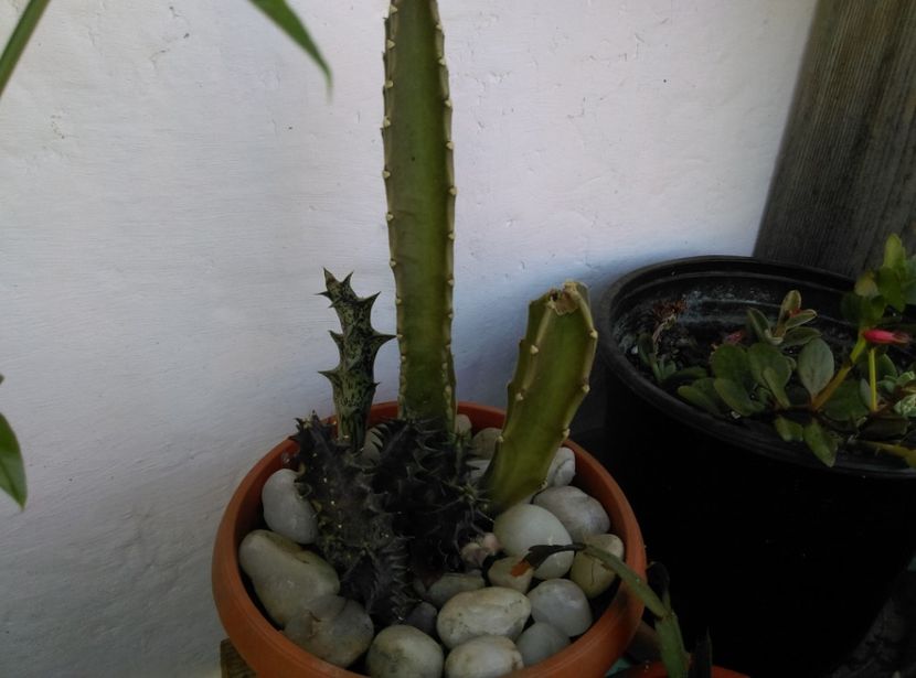  - Cactusi si suculente 2019