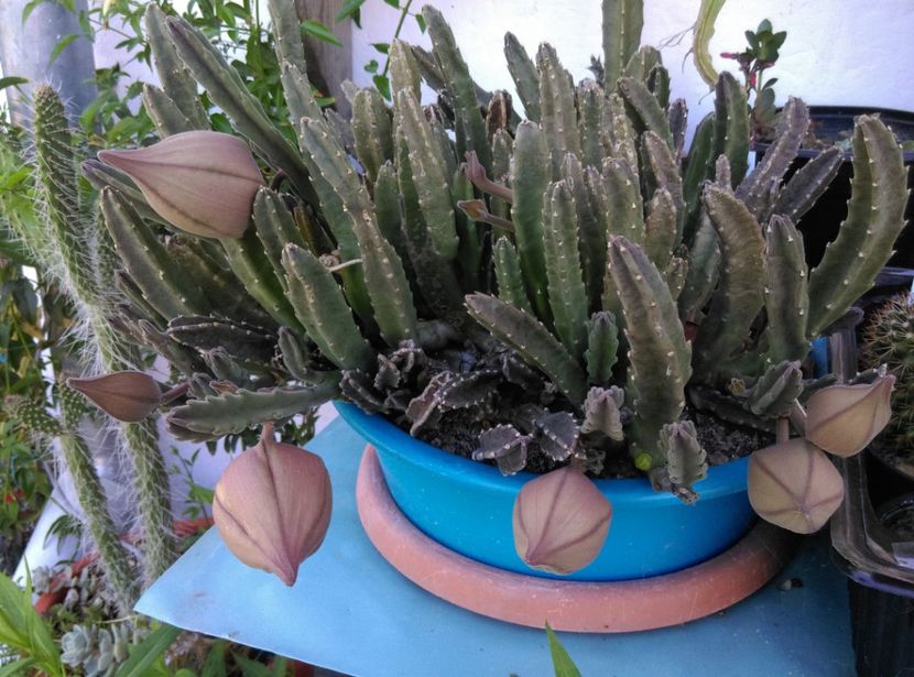  - Cactusi si suculente 2019