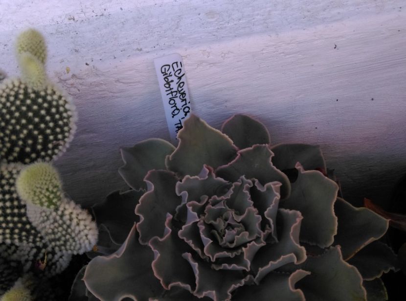  - Cactusi si suculente 2019
