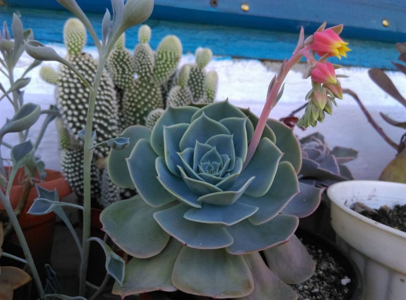  - Cactusi si suculente 2019