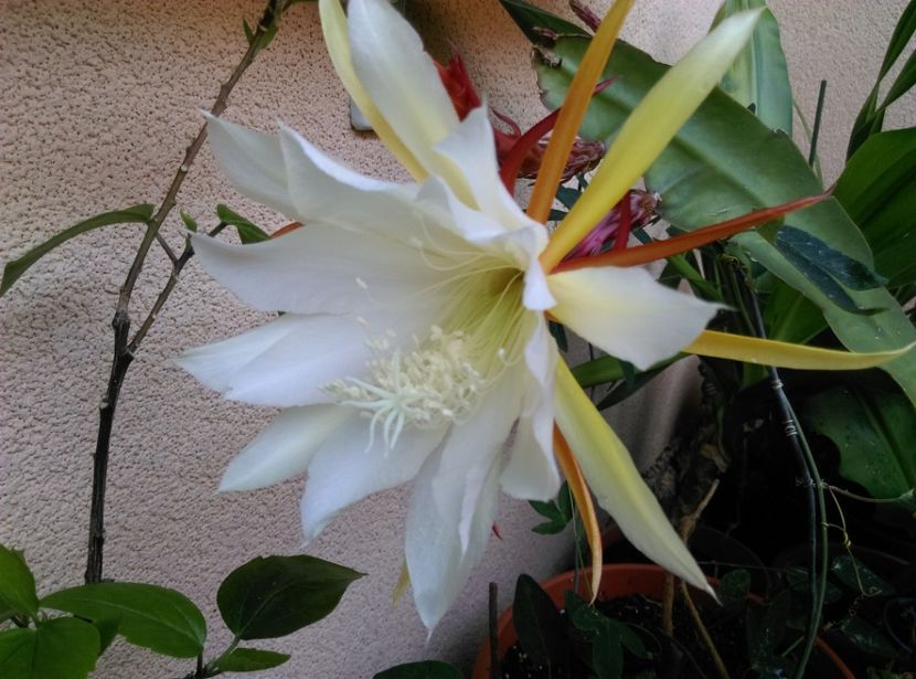  - Cactusi si suculente 2019