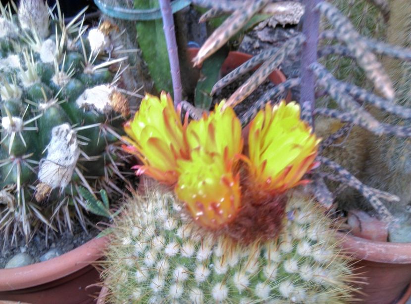  - Cactusi si suculente 2019