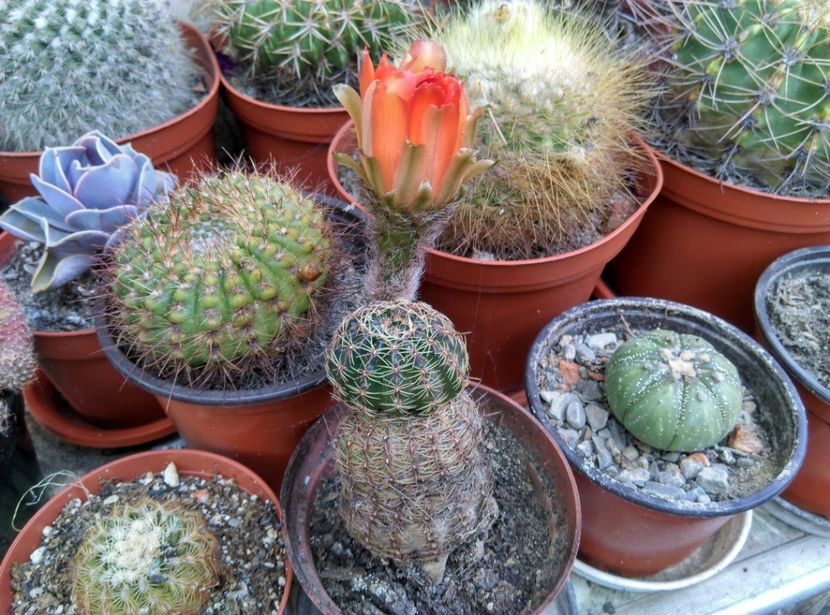  - Cactusi si suculente 2019