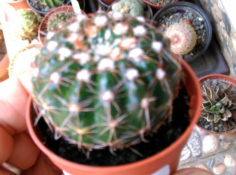  - Cactusi si suculente 2019