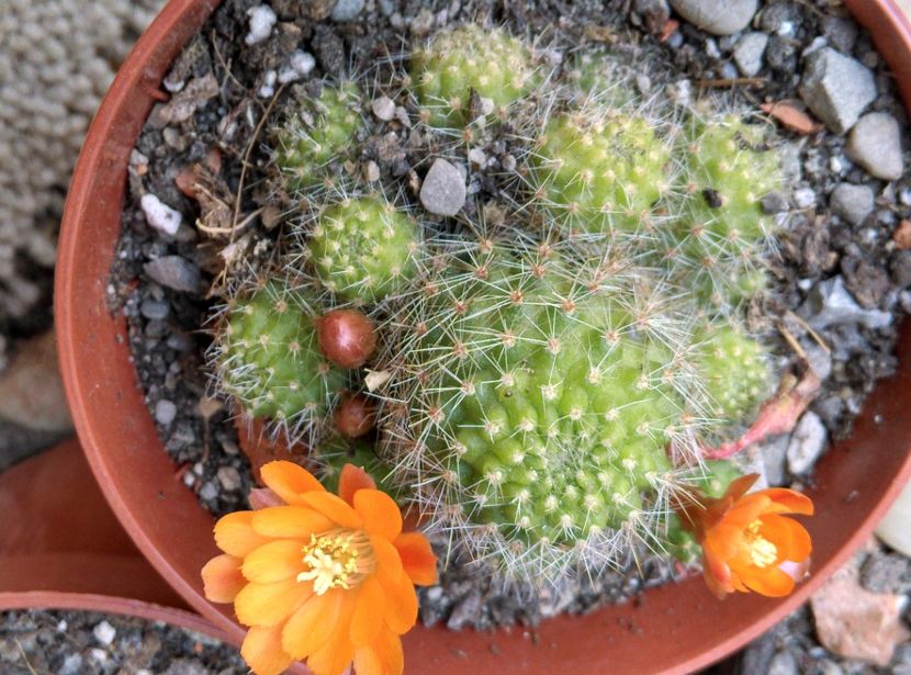  - Cactusi si suculente 2019