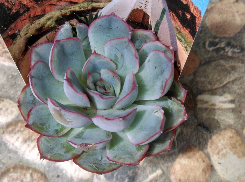  - Cactusi si suculente 2019