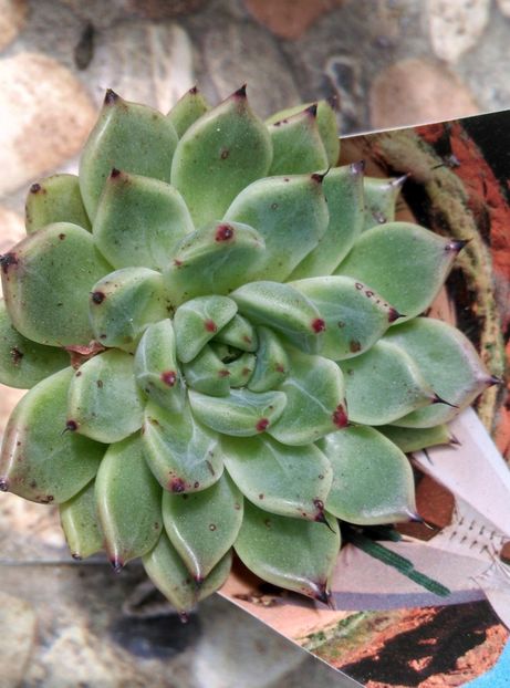  - Cactusi si suculente 2019