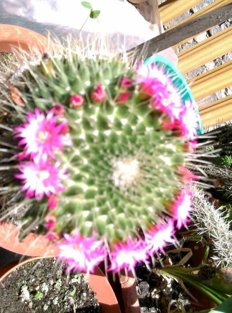  - Cactusi si suculente 2019