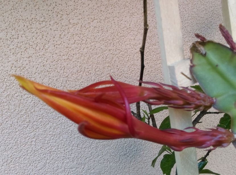  - Cactusi si suculente 2019