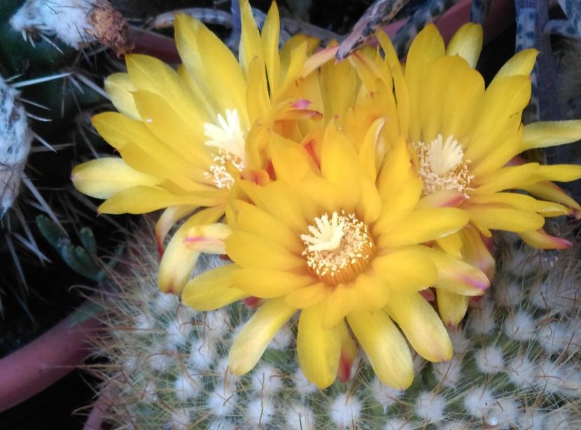  - Cactusi si suculente 2019