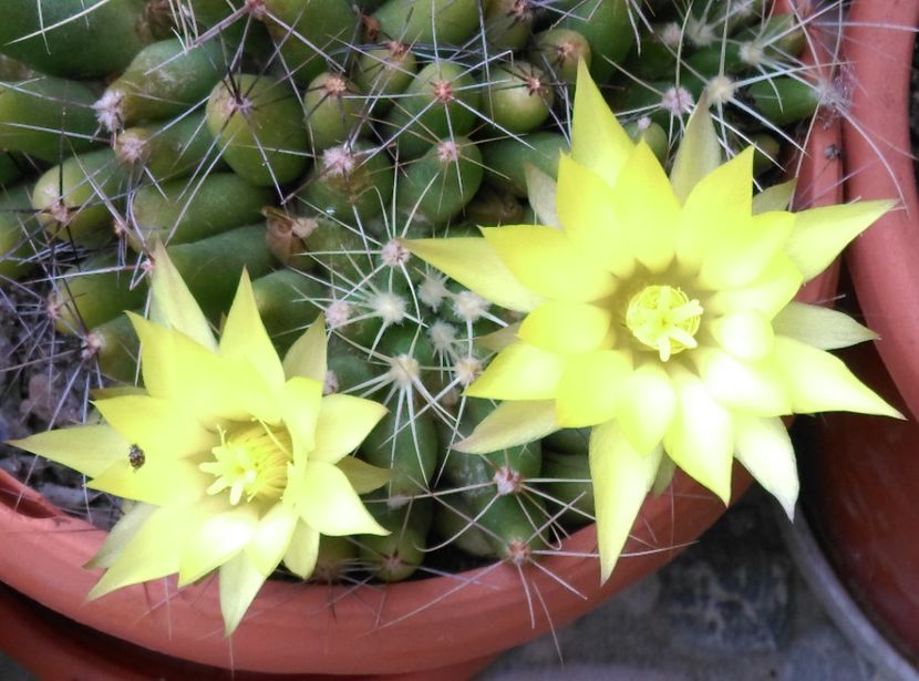  - Cactusi si suculente 2019