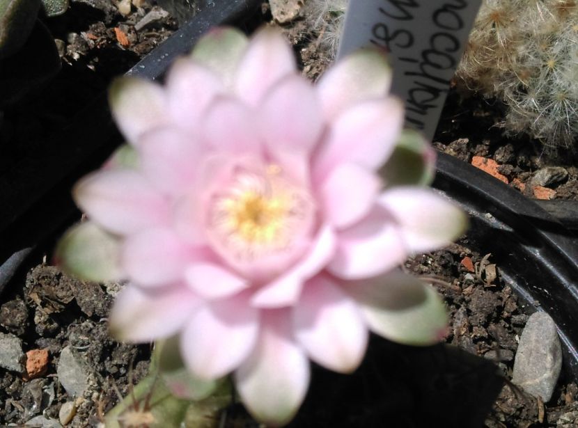  - Cactusi si suculente 2019