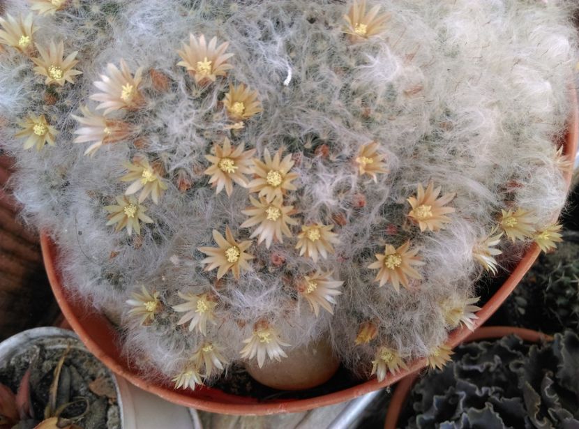  - Cactusi si suculente 2019