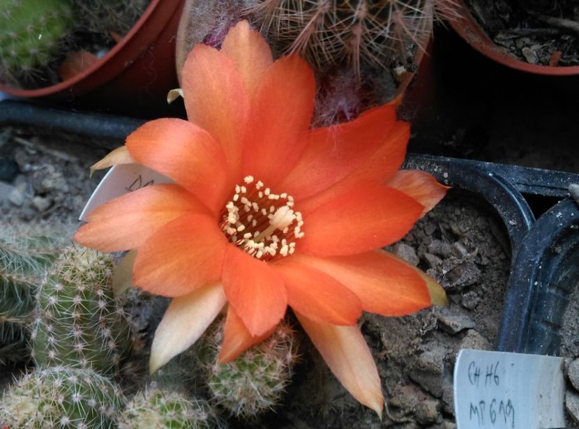  - Cactusi si suculente 2019