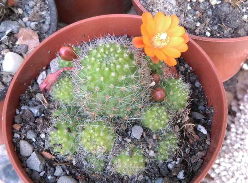  - Cactusi si suculente 2019